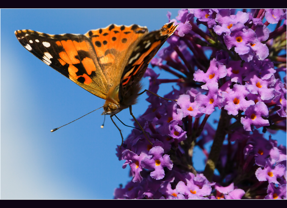 es ist sommer