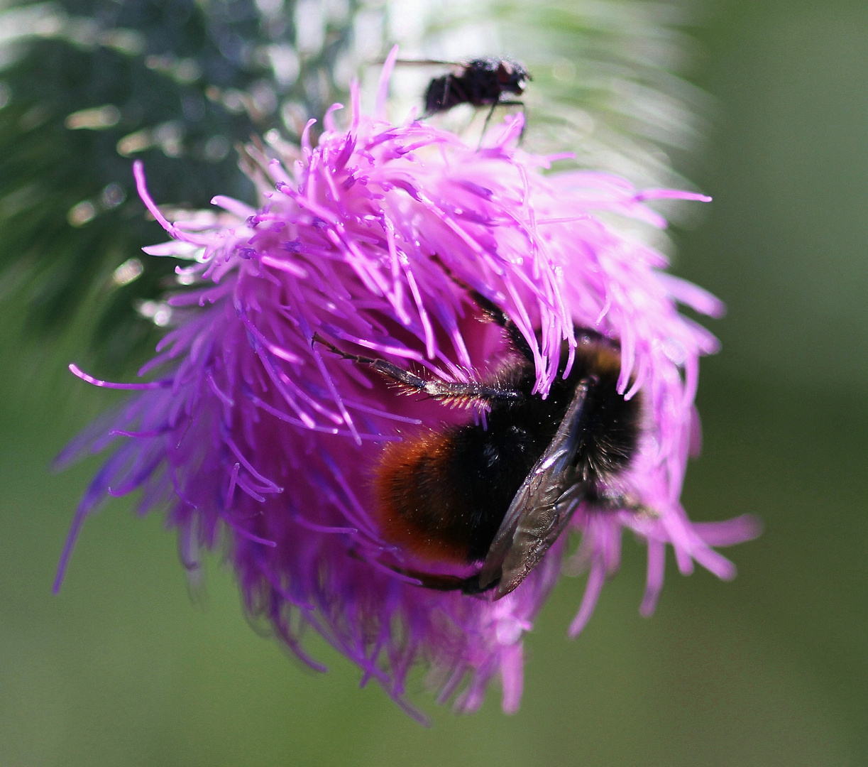 Es ist Sommer