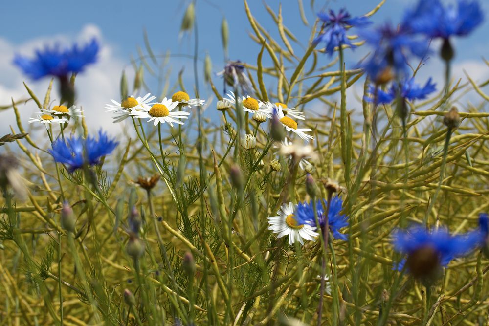 Es ist Sommer ....