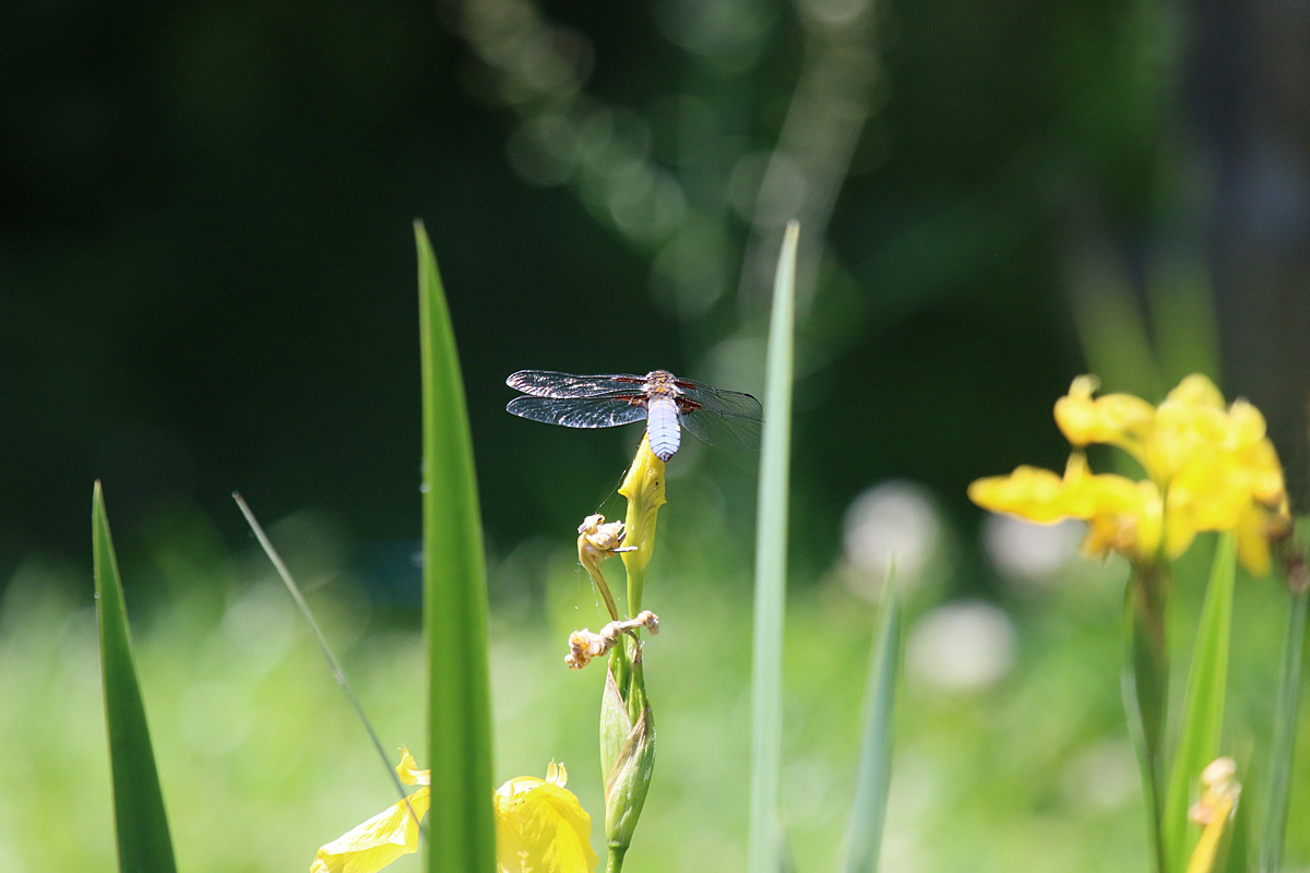 Es ist Sommer...