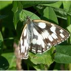 Es ist Sommer - Schmetterlingszeit 