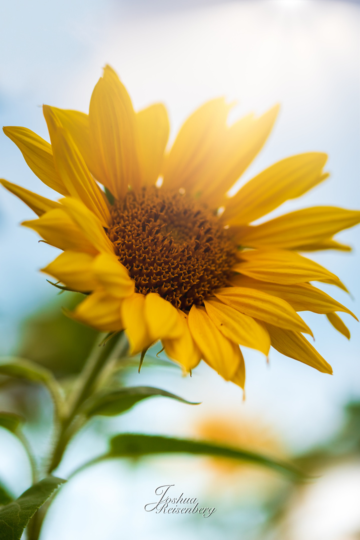 Es ist Sonnenblumenzeit