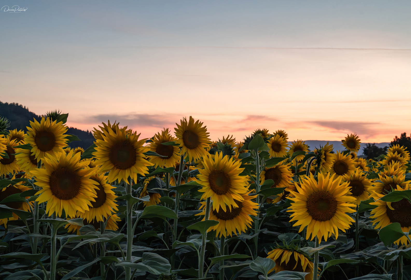 Es ist Sonnenblumenzeit