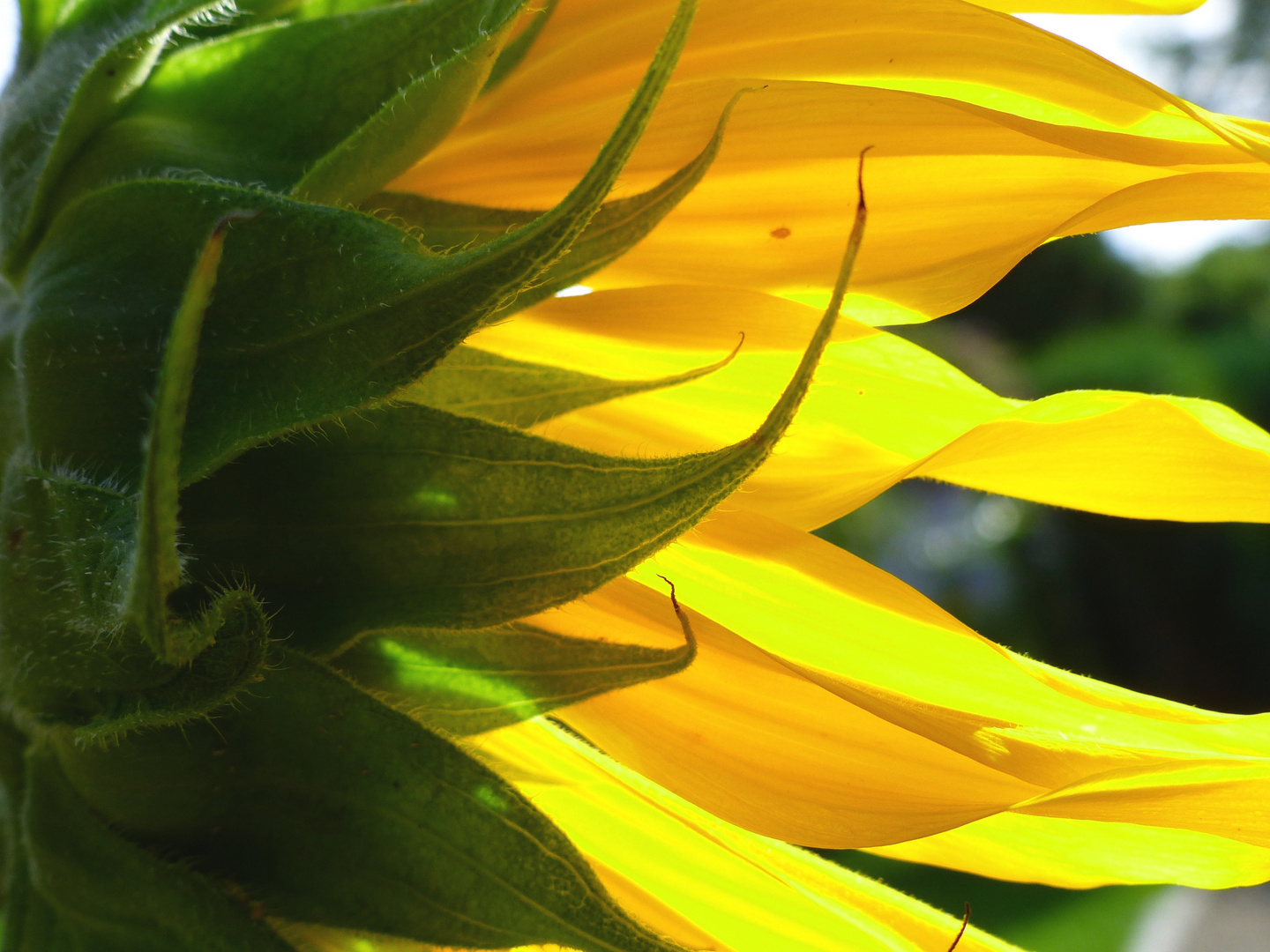 Es ist Sonnenblumenzeit