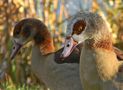 Nilgänse