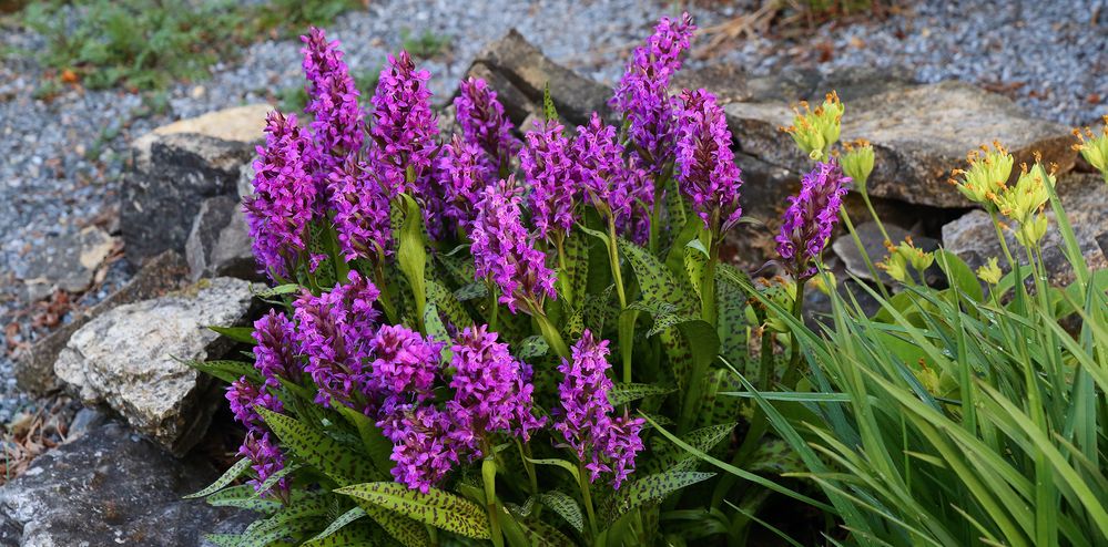 Es ist soweit mit der "breitblättrigen Orchis" Dactylorhiza majalis, der es vor fast 20 Jahren...