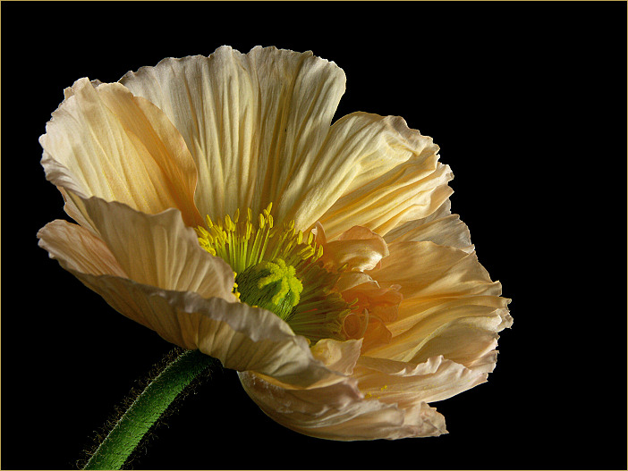 Es ist soweit... Mohn in voller Blüte