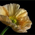 Es ist soweit... Mohn in voller Blüte