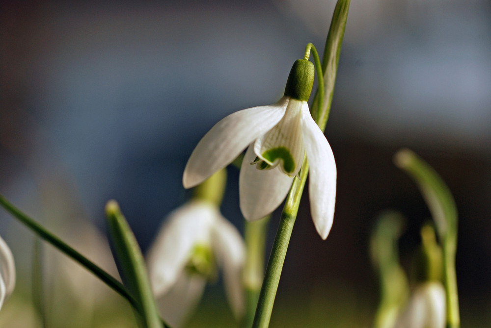 Es ist soweit...Die ersten Glocken läuten zaghaft den Frühling ein...!!!