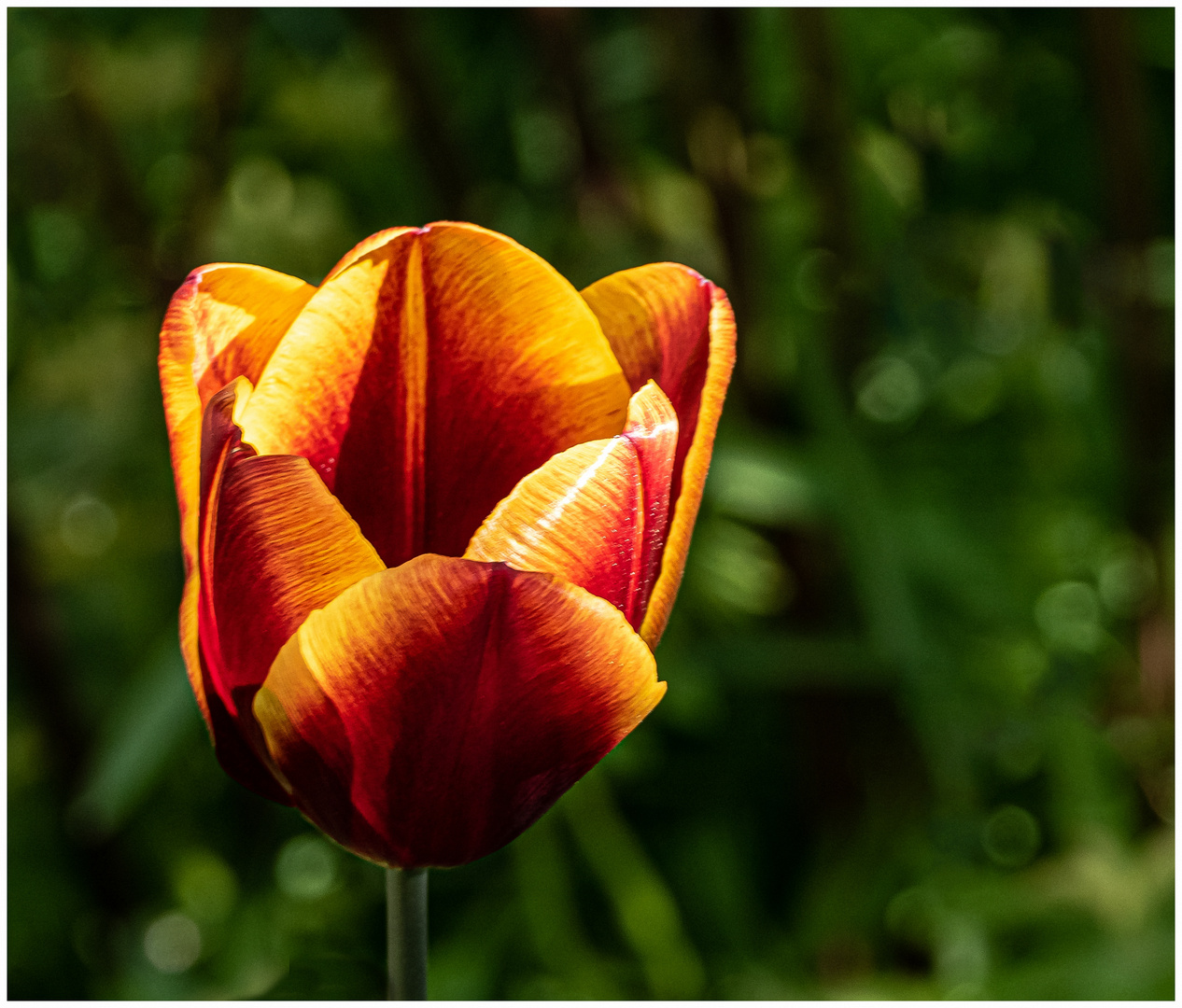 Es ist Tulpenzeit !