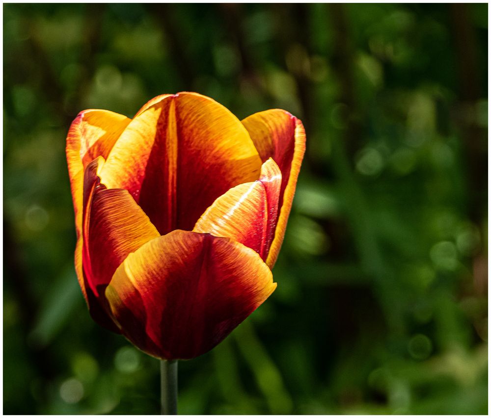 Es ist Tulpenzeit !