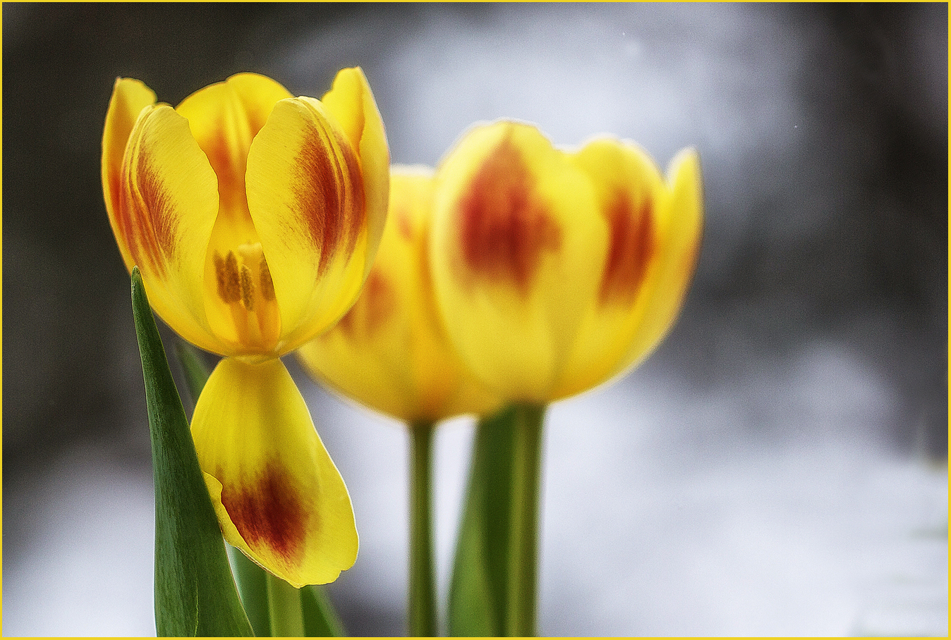 Es ist Tulpenzeit!