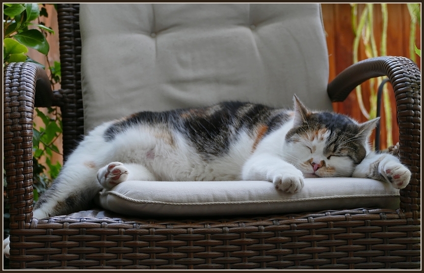 https://img.fotocommunity.com/es-ist-viel-zu-warm-2b77cb02-7e89-4e2f-bfd7-0aa9057bdd09.jpg?width=1000