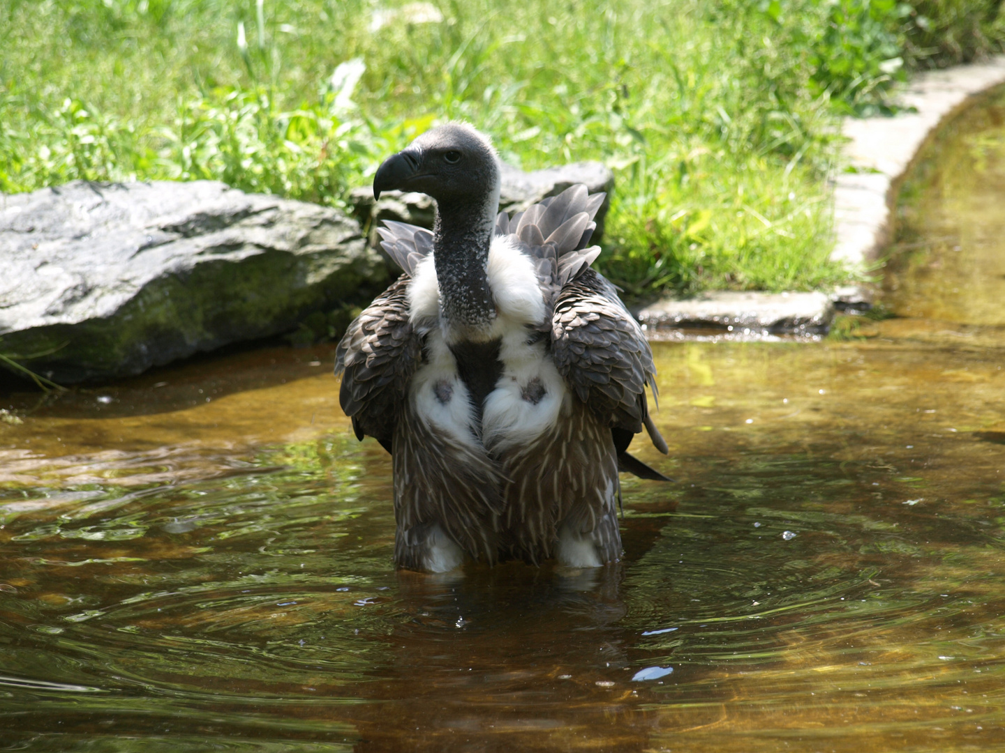 Es ist viiel zu heiß! Geier im Wasserbecken.