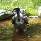 Es ist viiel zu heiß! Geier im Wasserbecken.