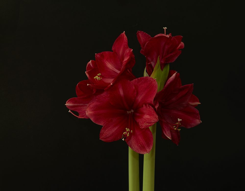 Es ist vollbracht - Amaryllis in voller Blüte