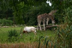 es ist wieder Betrieb auf der Savanne im Zoo Leipzig