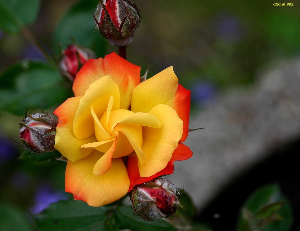 es ist wieder Freitag und alles dreht sich um Rosen - selbst die Blütenblätter