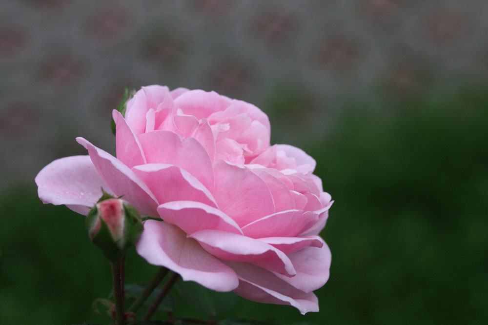 Es ist wieder Freitag - Zeit für eine Freitagsrose 13063