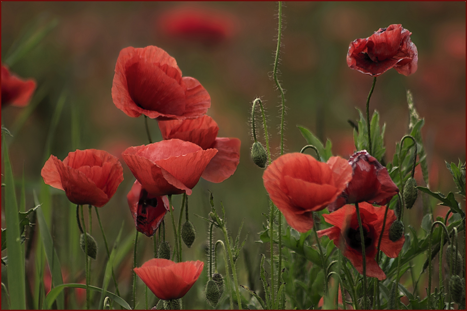 Es ist wieder Mohn-Zeit