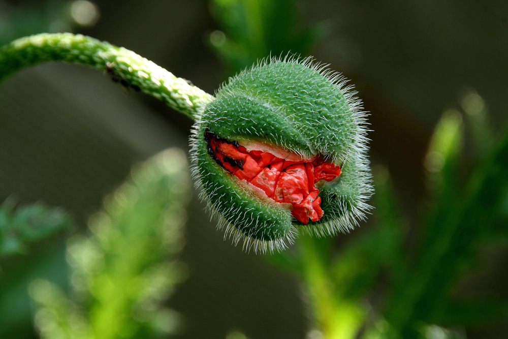 Es ist wieder Mohn-Zeit