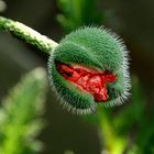 Es ist wieder Mohn-Zeit