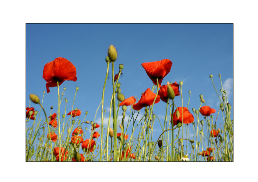 Es ist wieder Mohnblumenzeit