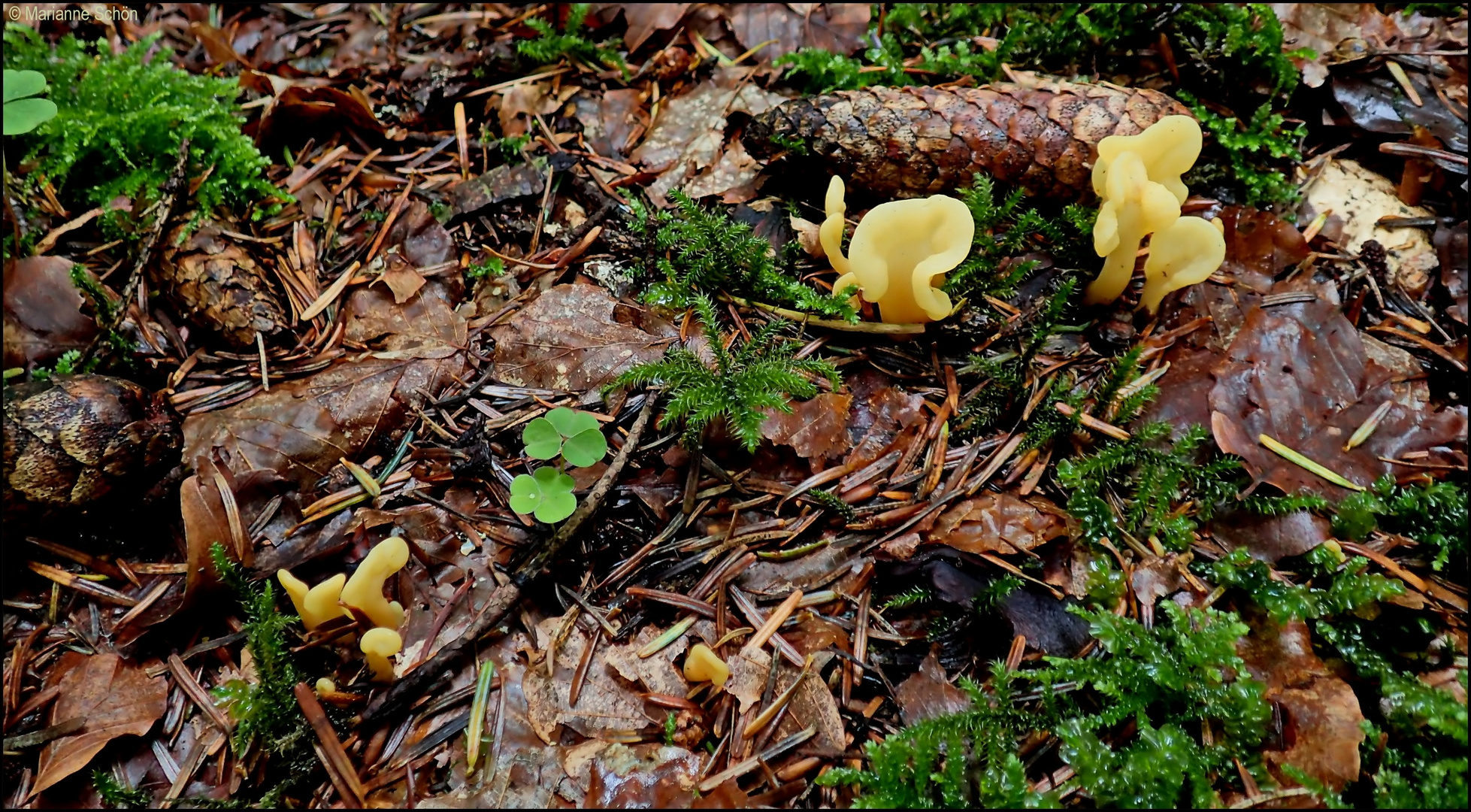 Es ist wieder nass im Wald...