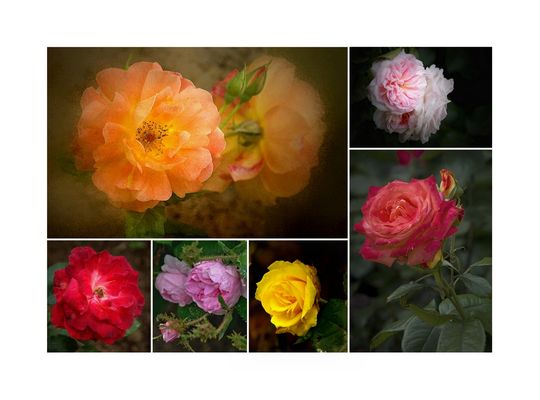 ~~Es ist wieder Rosenzeit~~