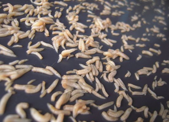 >>>((( es ist wieder sommer ....................