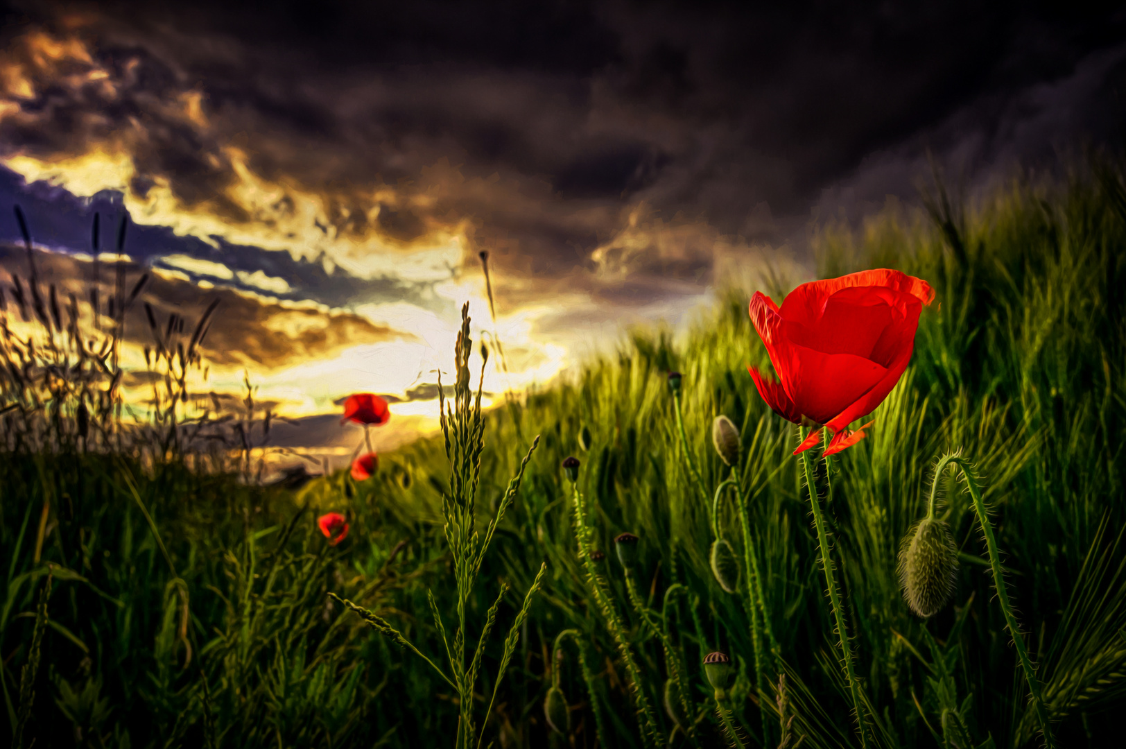 Es ist wieder soweit - Mohnblüten