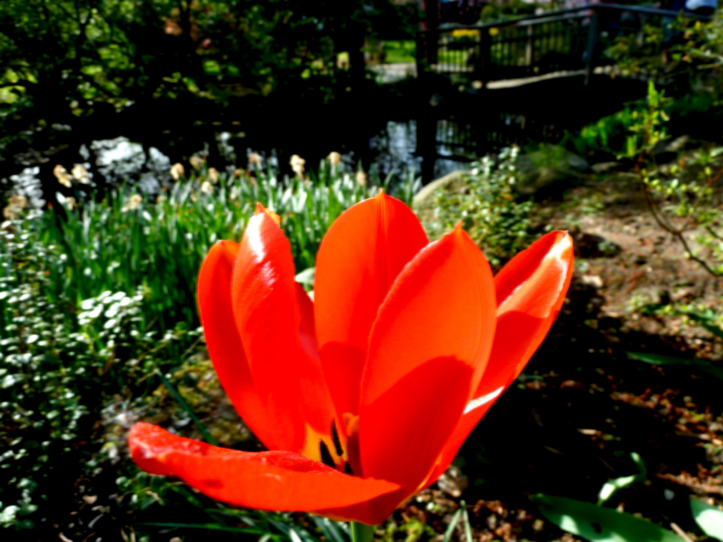 es ist wieder soweit......der Frühling kommt