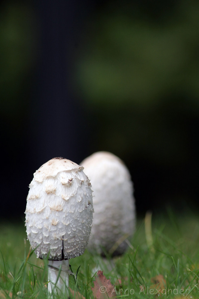 Es ist wieder Zeit für Pilze