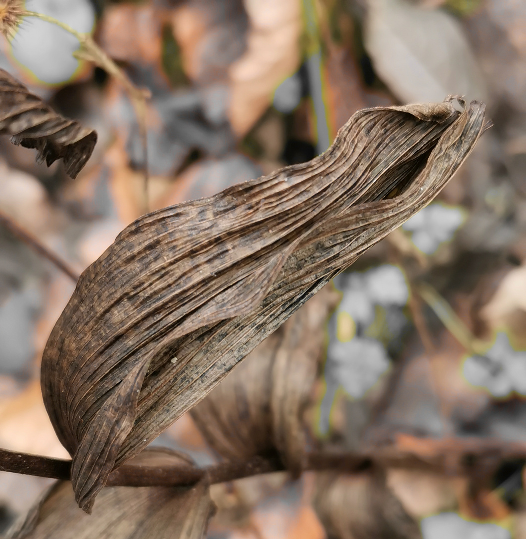 Es ist wirklich nur ein Blatt.! 