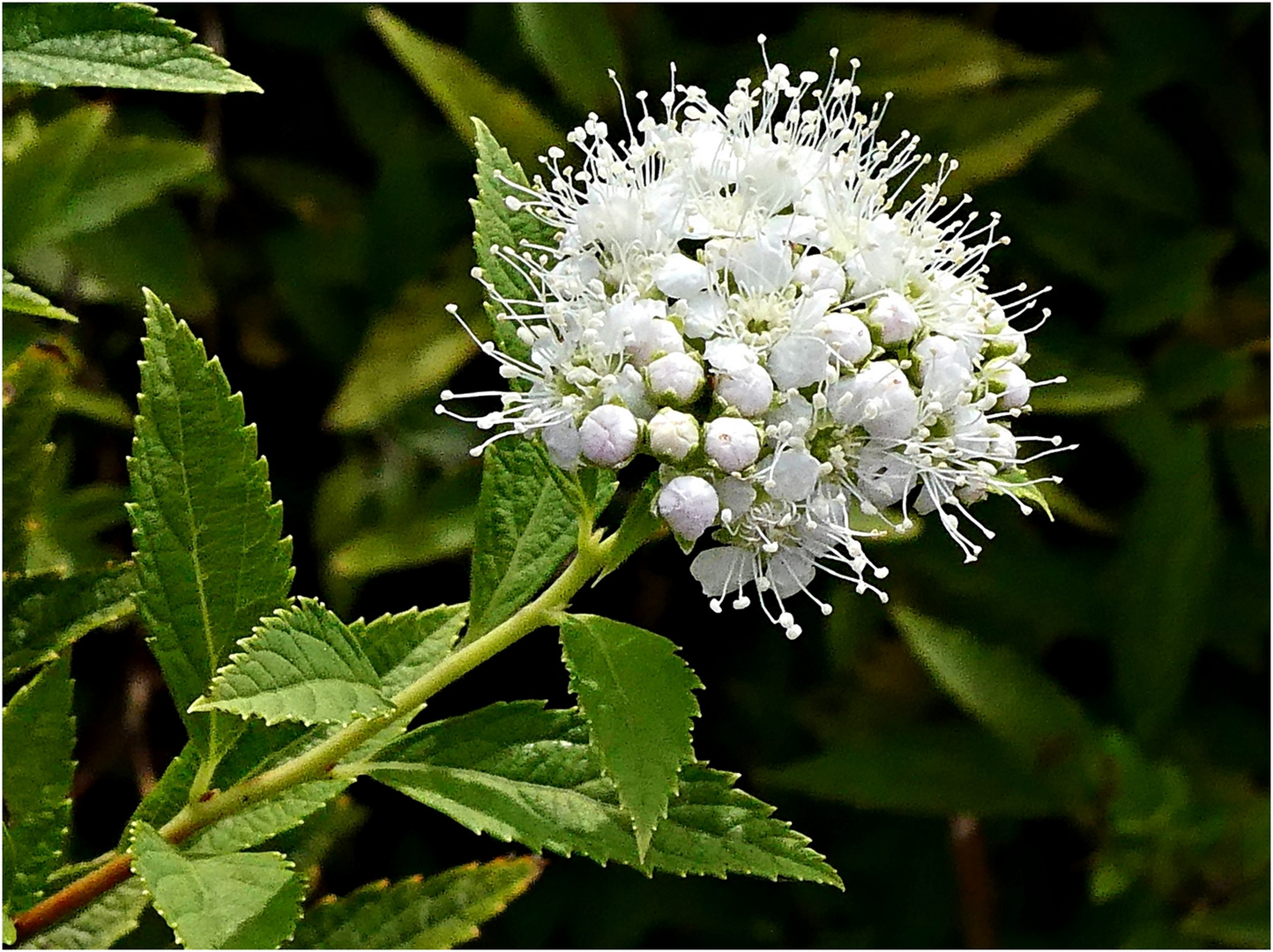 Es ist wohl eine Spierstrauchblüte