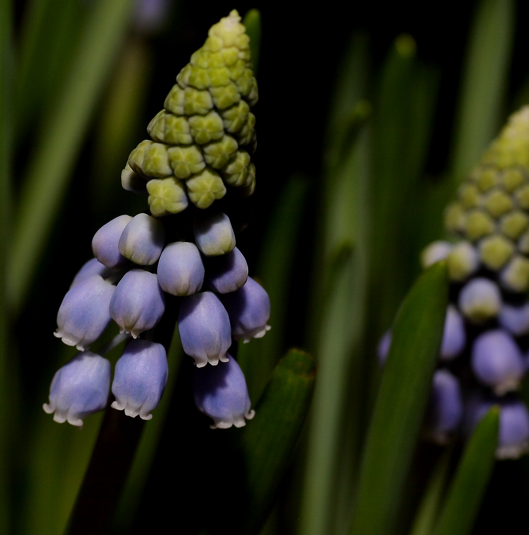 es ist Zeit für Blumen 1.............