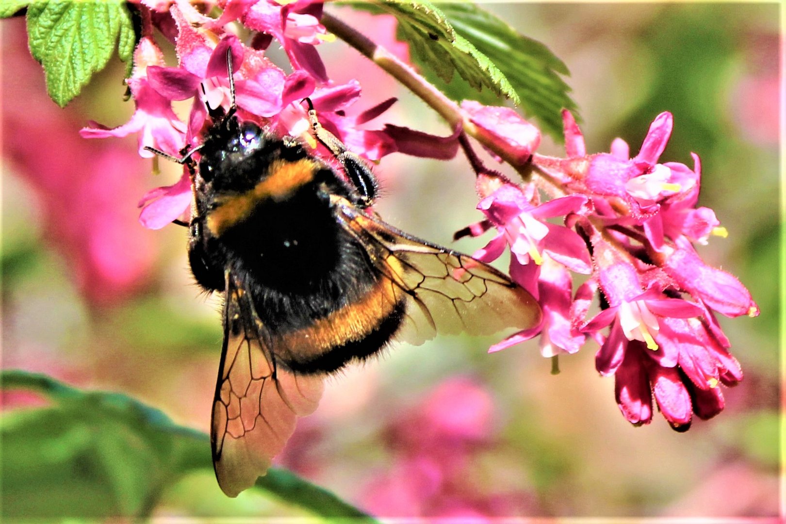 Es ist Zeit für den Hummel-Kuss