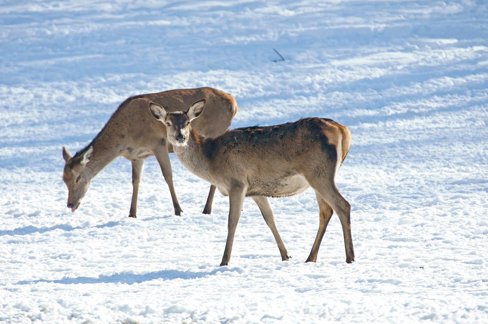 Es ist zum Kotzen - Langsam hängt uns der Schnee zum Hals raus