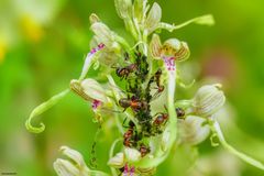 ... es ist zum "Läuse" melken ... in der Bocks-Riemenzunge (wilde Orchidee)