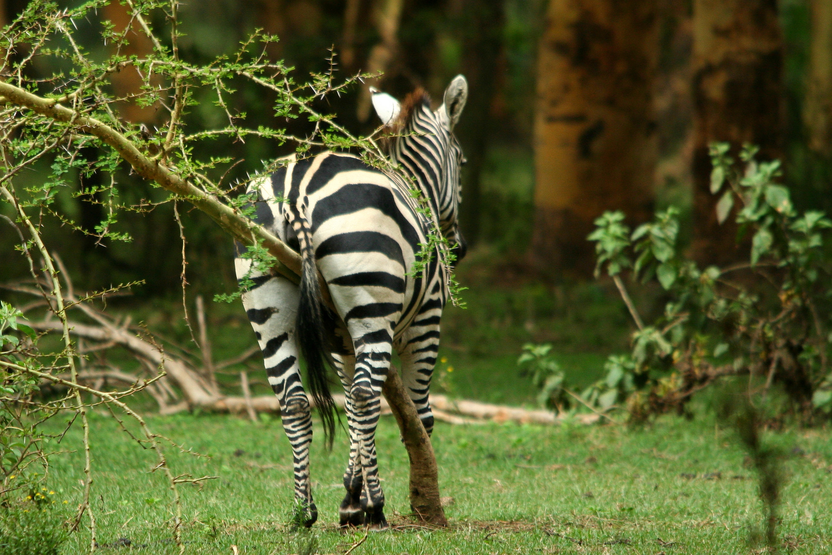 Es juckt dem Zebra gewaltig II - reloaded