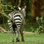 Es juckt dem Zebra gewaltig II - reloaded