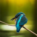 Es juckt im Nasenloch ...