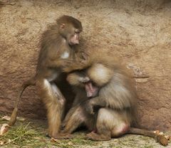 Es juckt .... Kölner Zoo