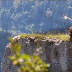 Es kann der größte Steinadler -