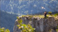 Es kann der größte Steinadler -