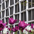 Es kehrt Leben ein im neugestalteten Bundeskanzlerplatz in Bonn.