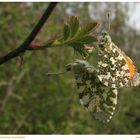 Es Kitzelt im Frühjahr