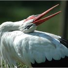 Es klappert der Storch...