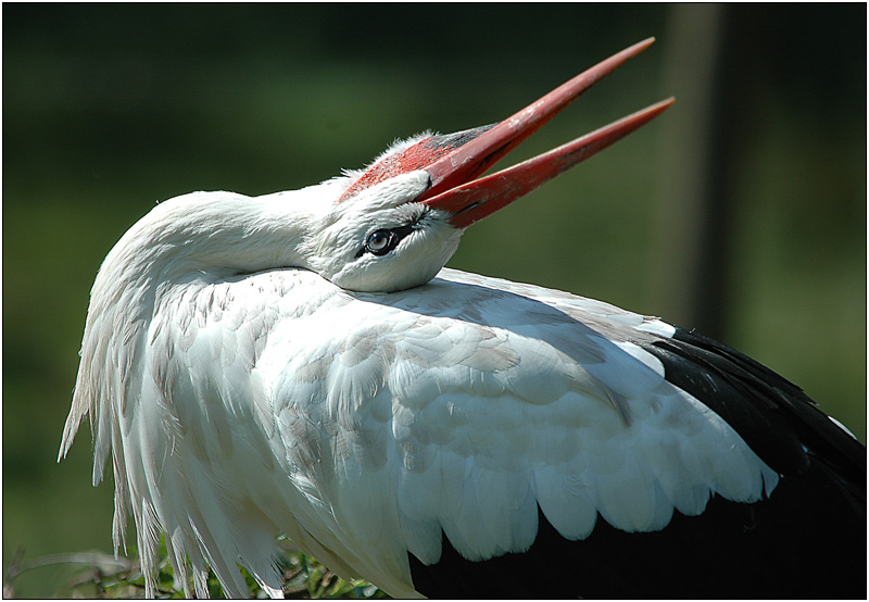 Es klappert der Storch...