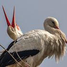 "es klappert der Storch, am rauschenden Bach ...."